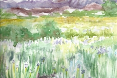 Wild-Iris-Owens-Valley-2