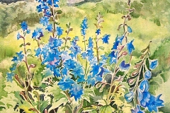 Mountain Larkspur