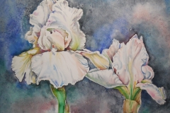 white-iris-scaled